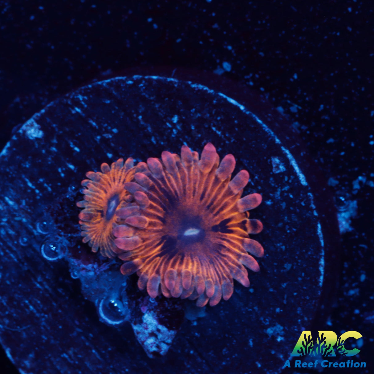 UC Lemonhead Zoa