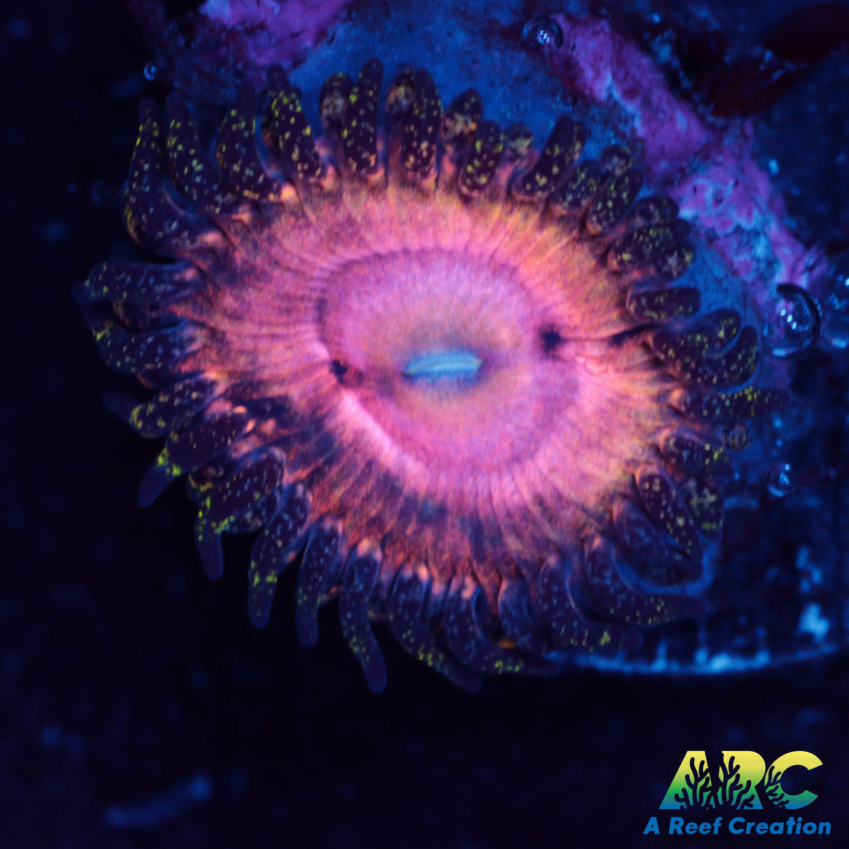 Kamikaze Kush Zoa