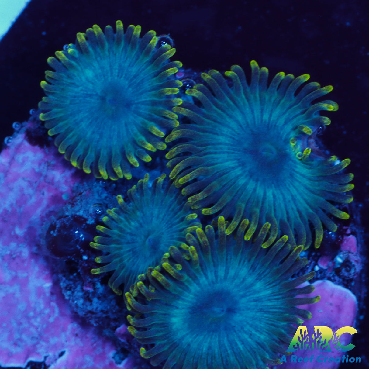 Blueberry Zoa