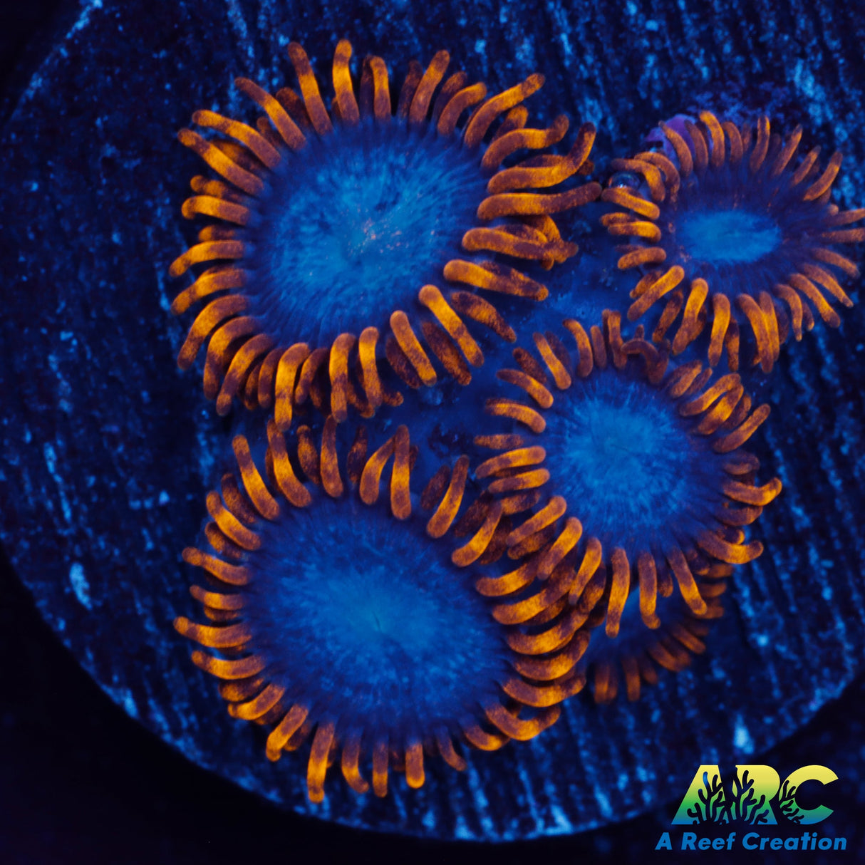 Blue Phoenix Zoa