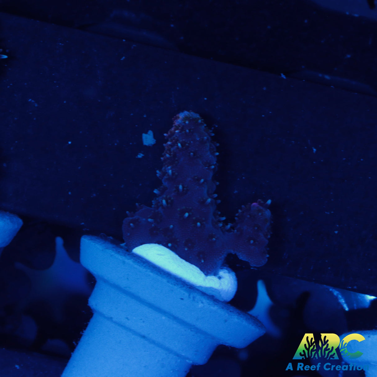 Black Raspberry Millepora