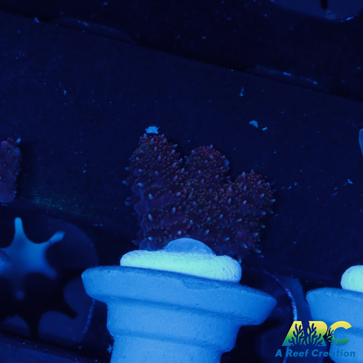 Black Raspberry Millepora