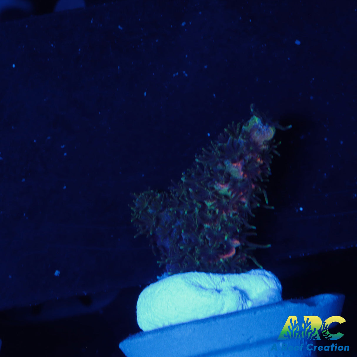 Rosey Millepora