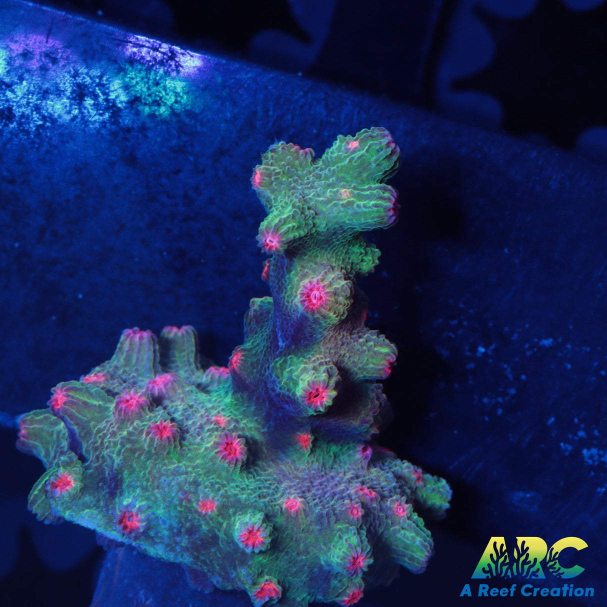 Pink Polyp Branching Cyphastrea