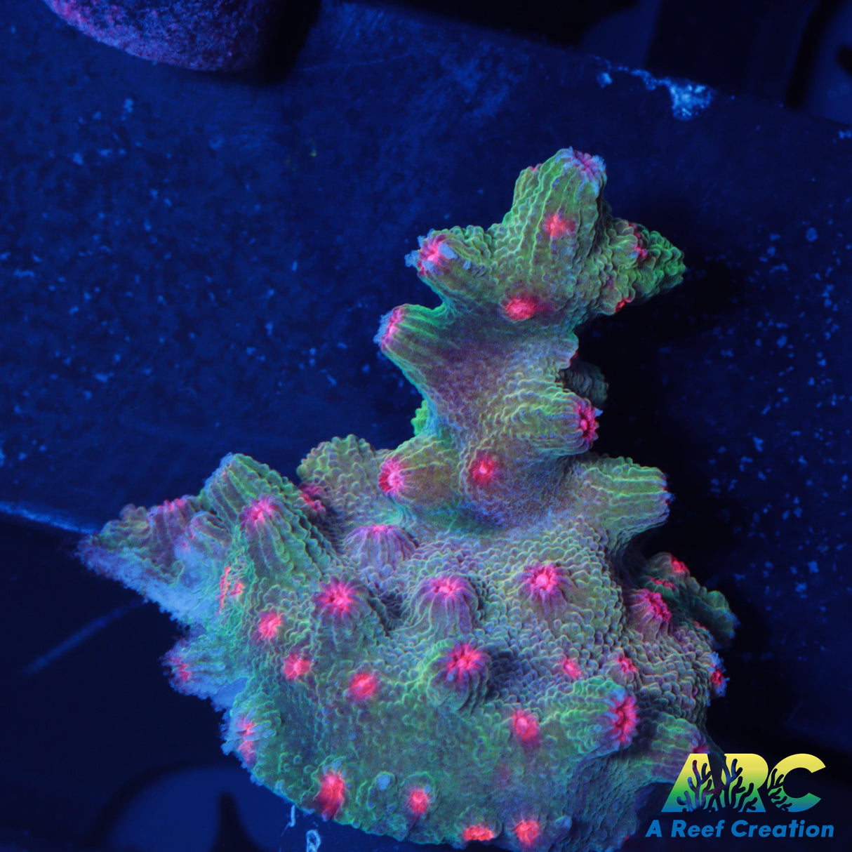 Pink Polyp Branching Cyphastrea