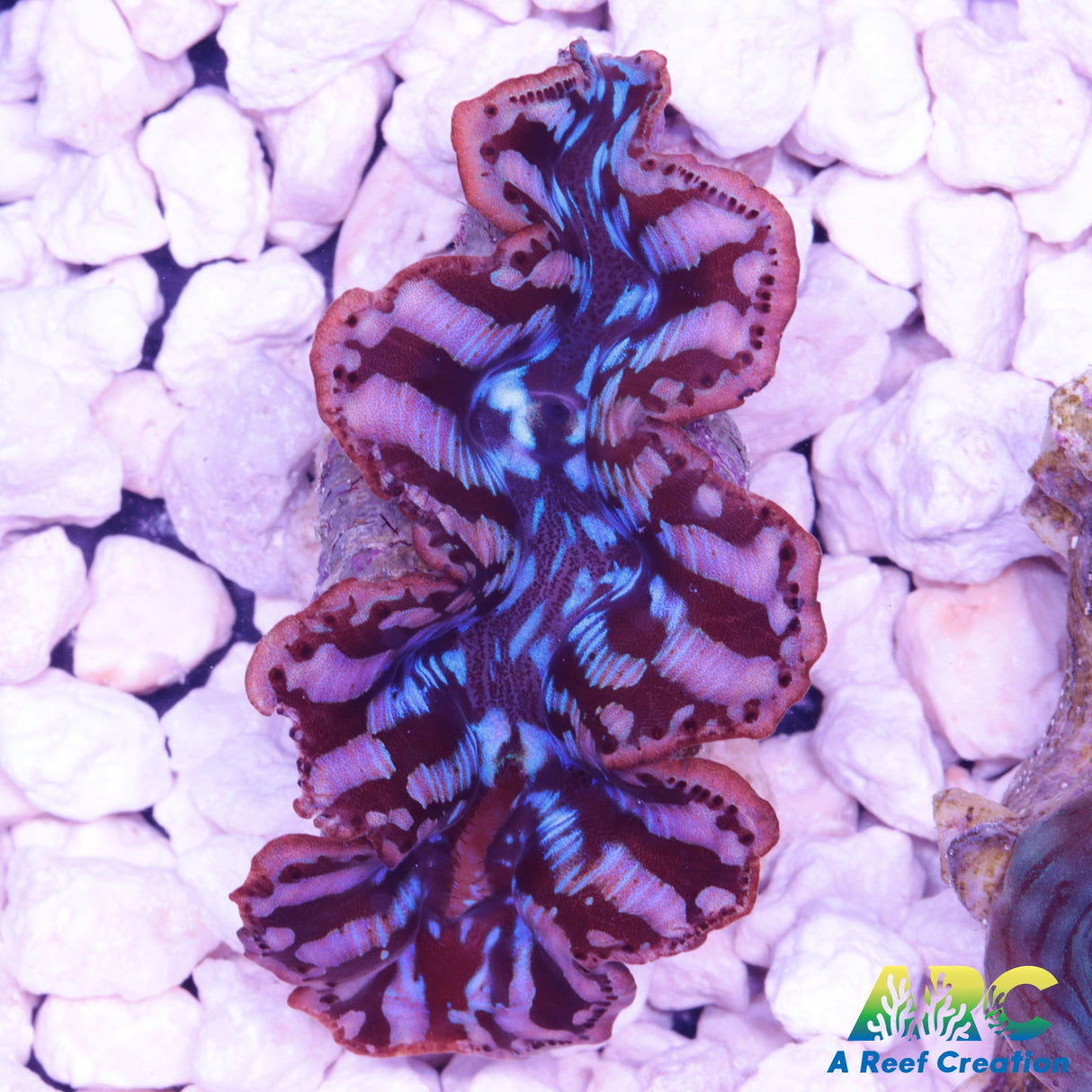 Maxima Clam