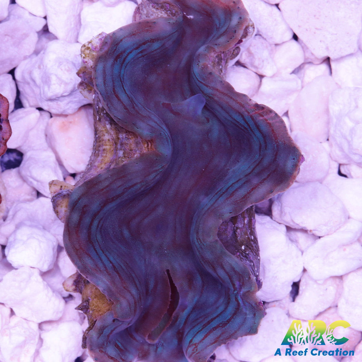 Blue Squamosa Clam