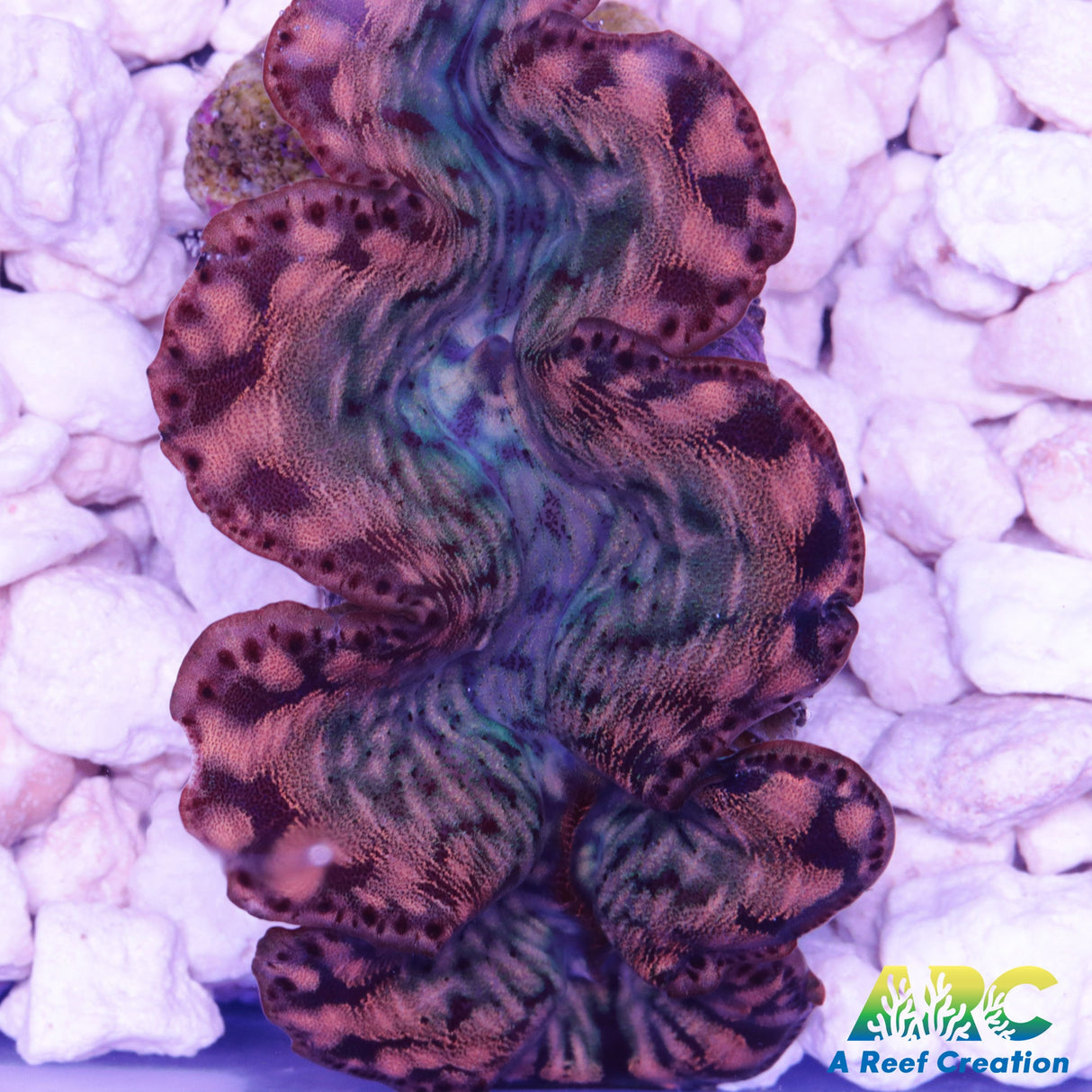 Maxima Clam