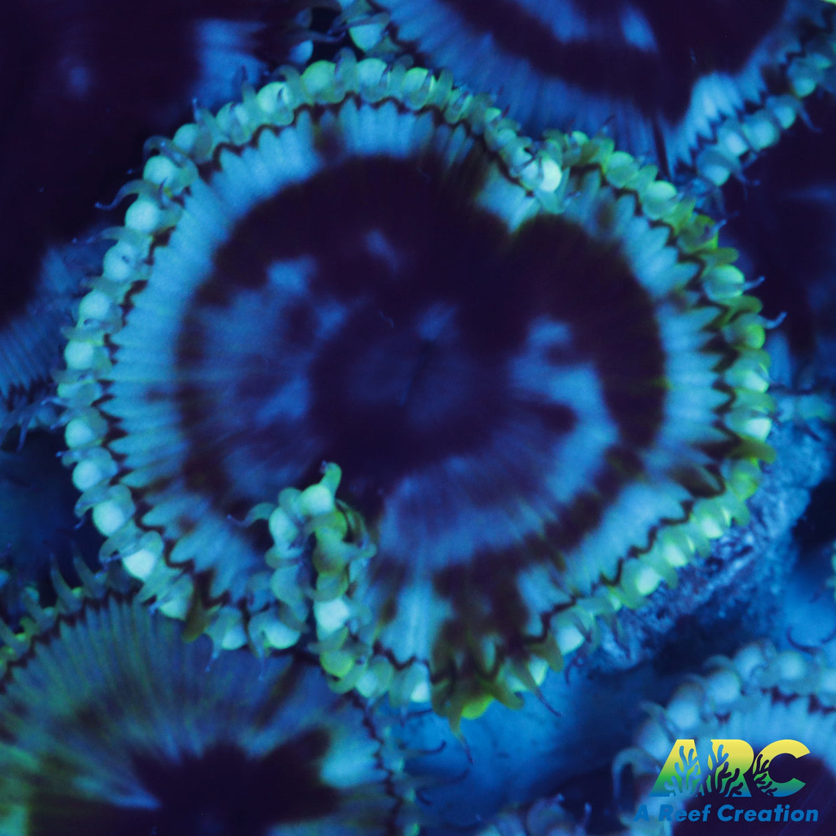 Palythoa Grandis (single polyp)