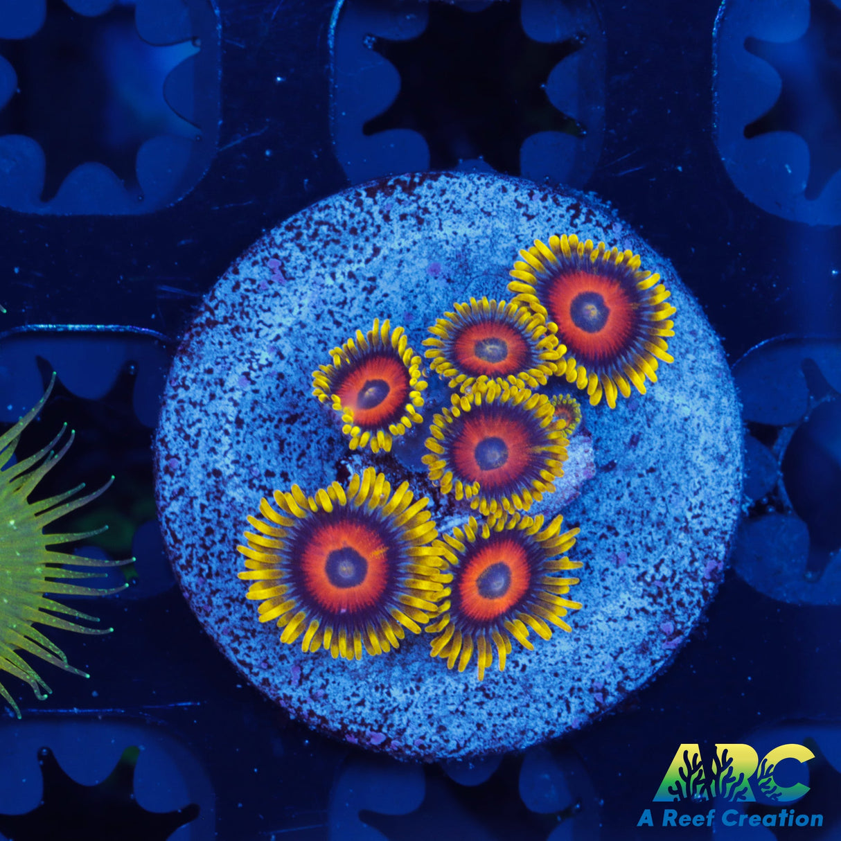 Sunflower Zoas