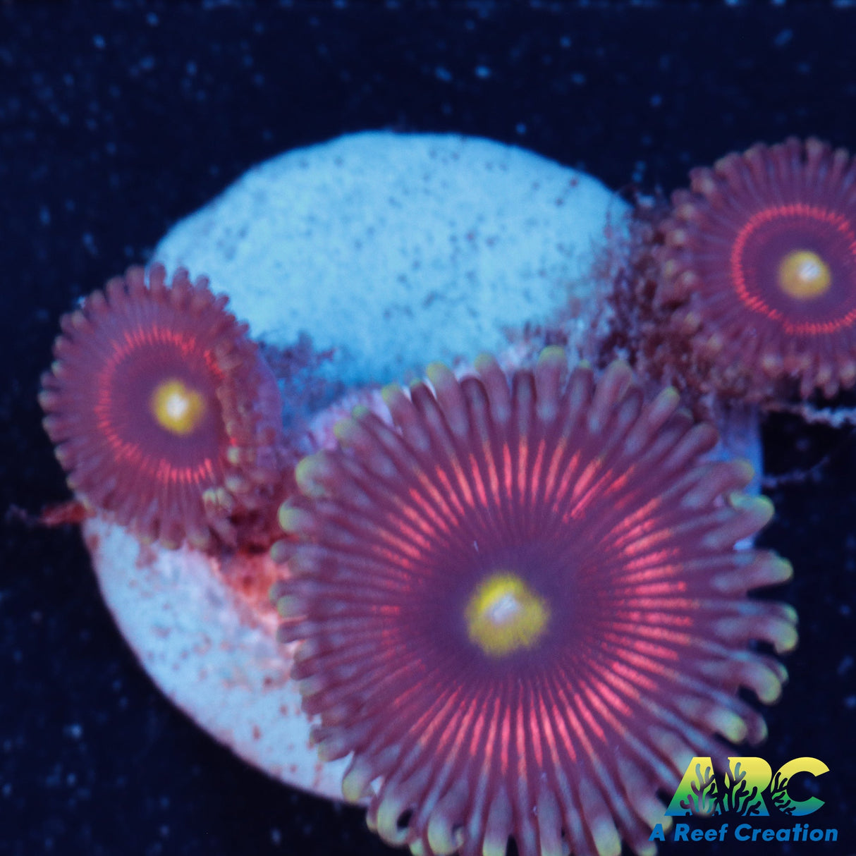 Cat's Eye Zoa