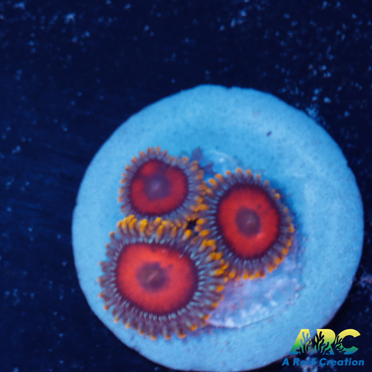 Eagle Eye Zoa