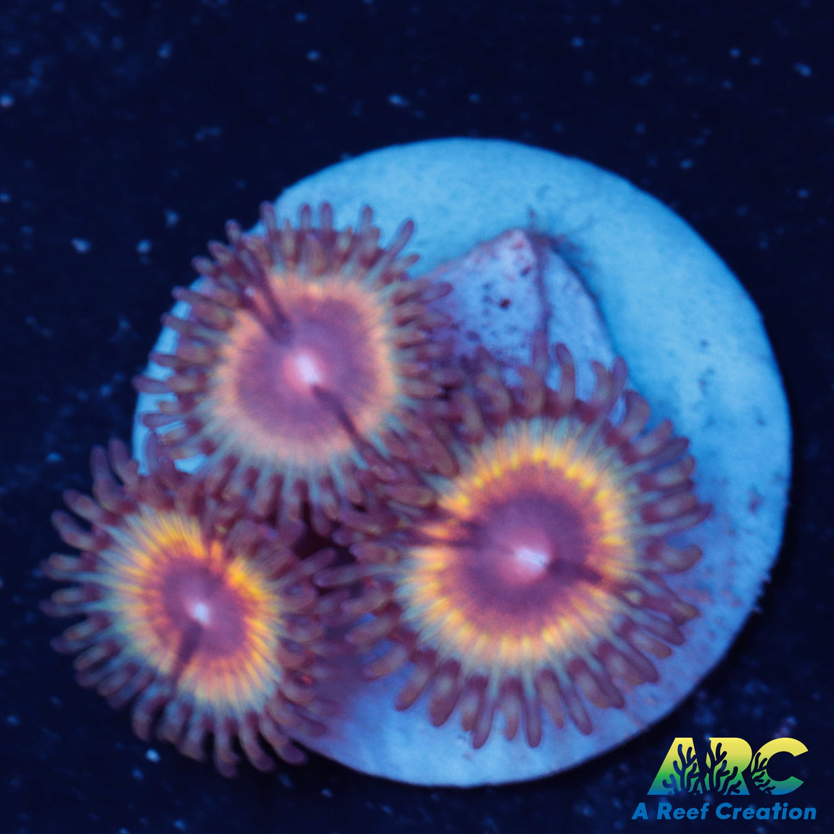 Sonic Flare Zoa