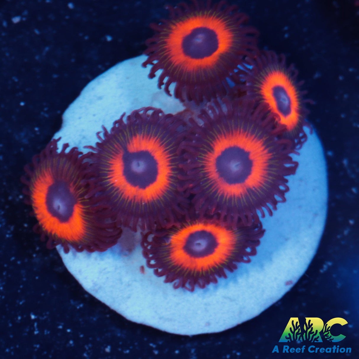 Johnny Pumpkin Seed Zoa