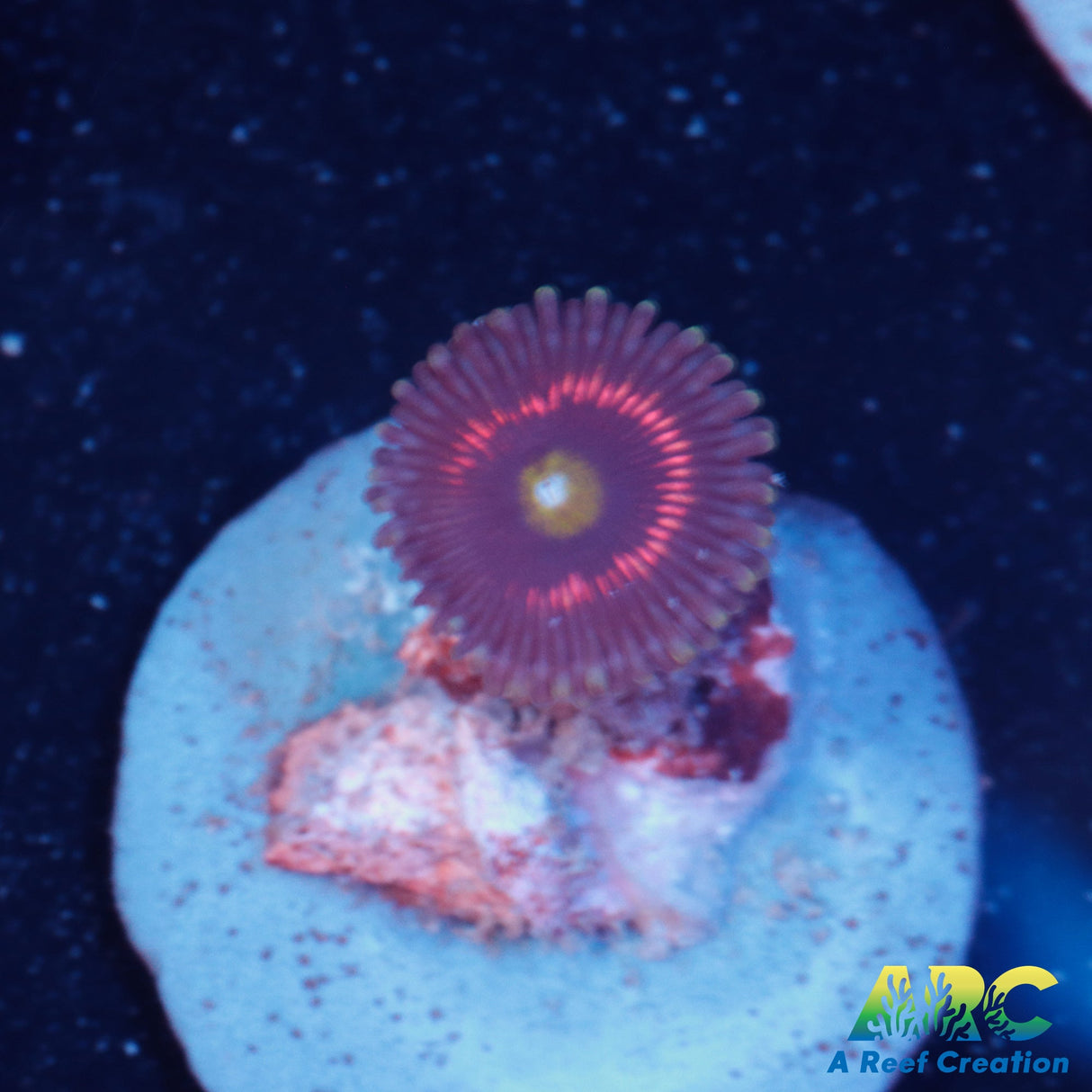 Cat's Eye Zoa