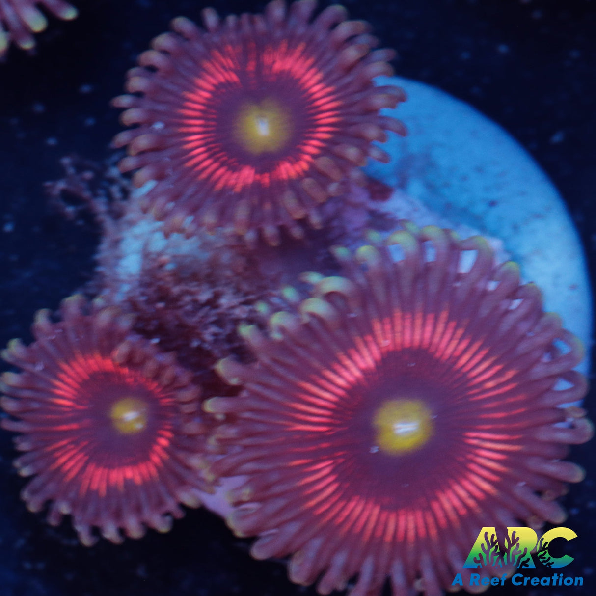 Cat's Eye Zoa