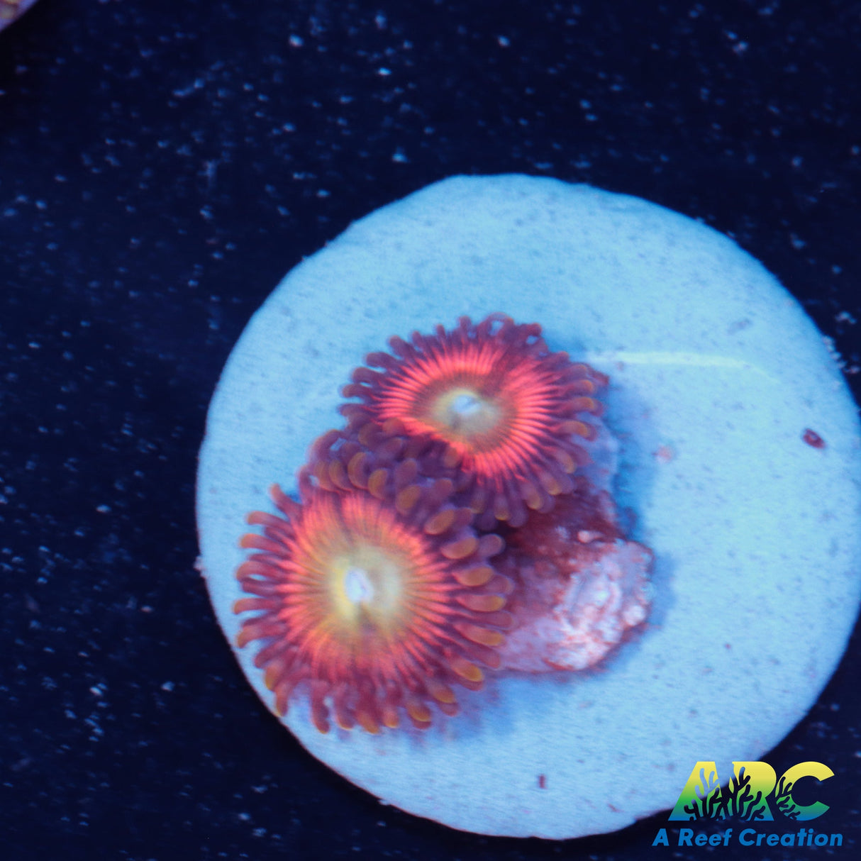 Bubblegum Pink Zoa