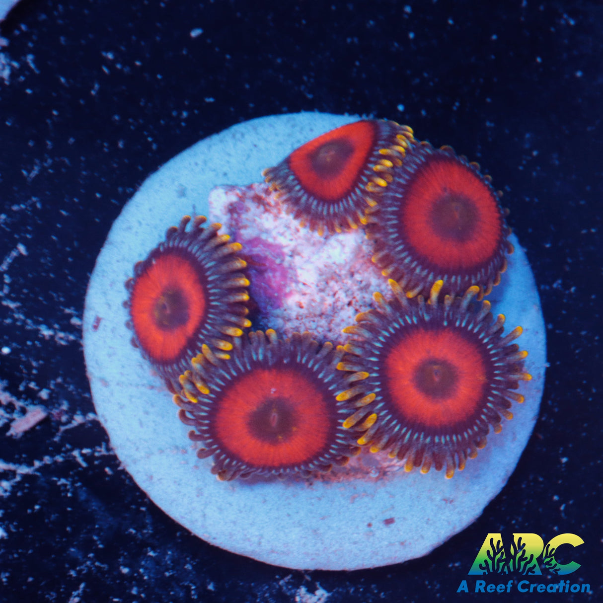 Eagle Eye Zoa