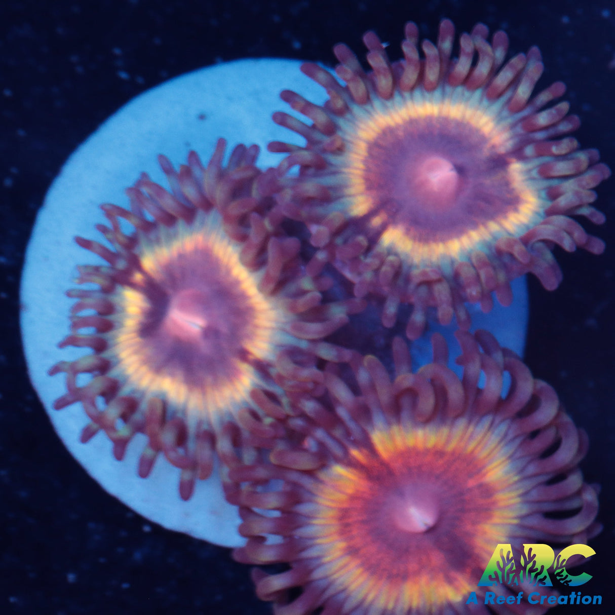 Sonic Flare Zoa