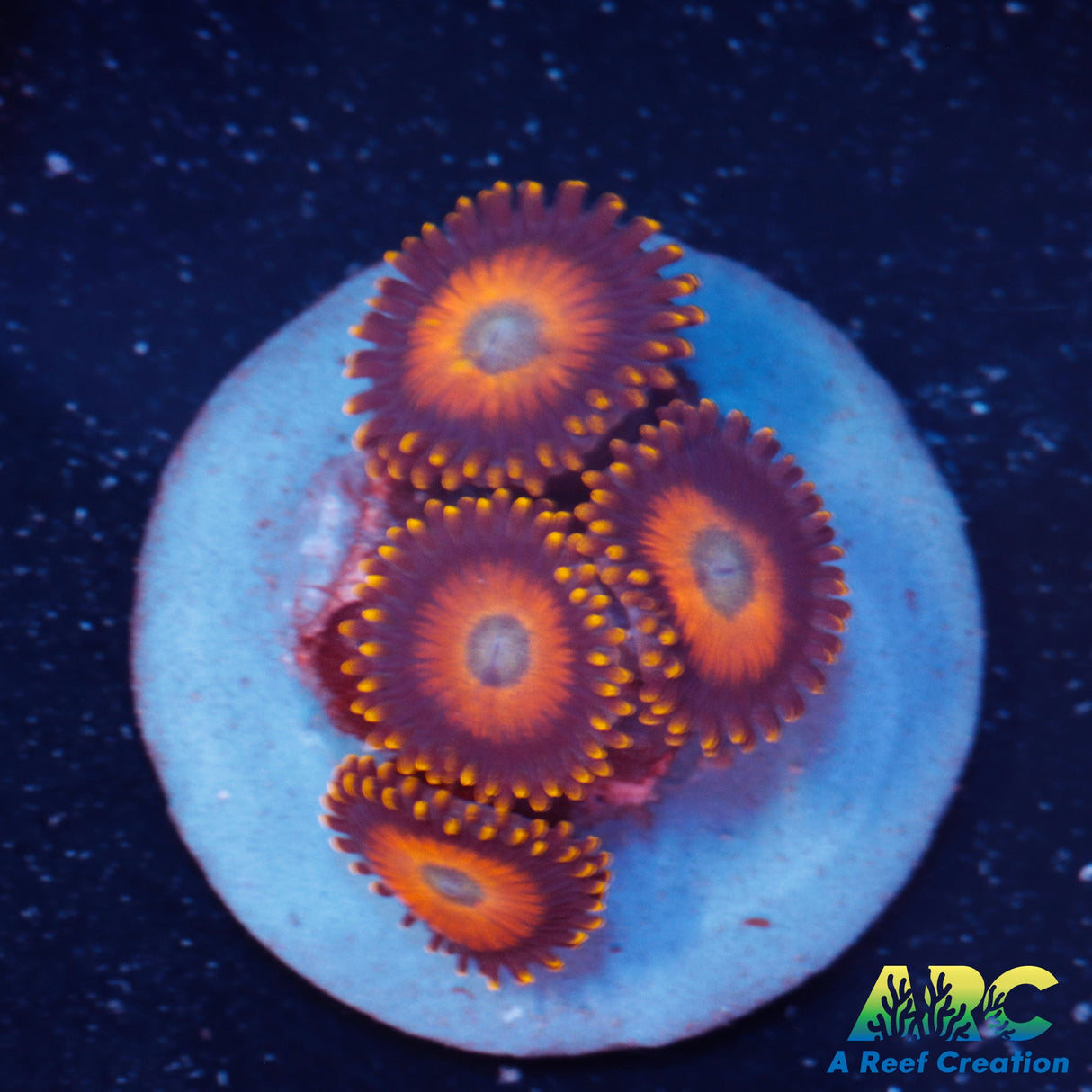 Scrambled Eggs Zoa