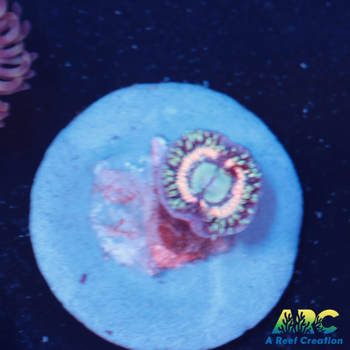 Passion Fruit Zoa