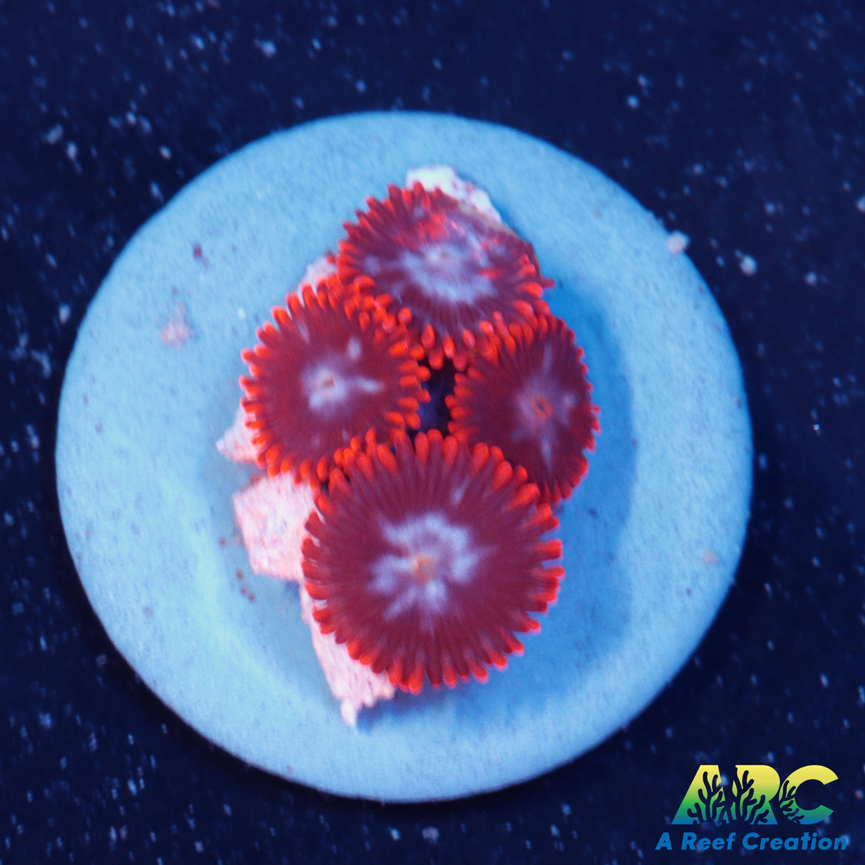 Speckled Fire & Ice Zoa