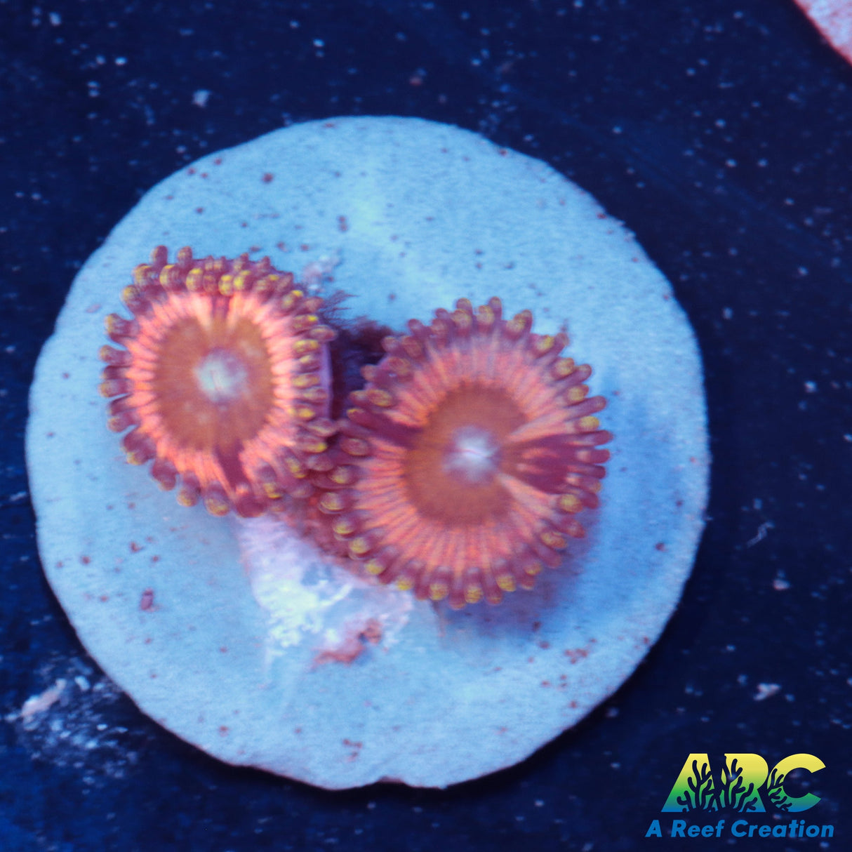 Pink Passion Zoa