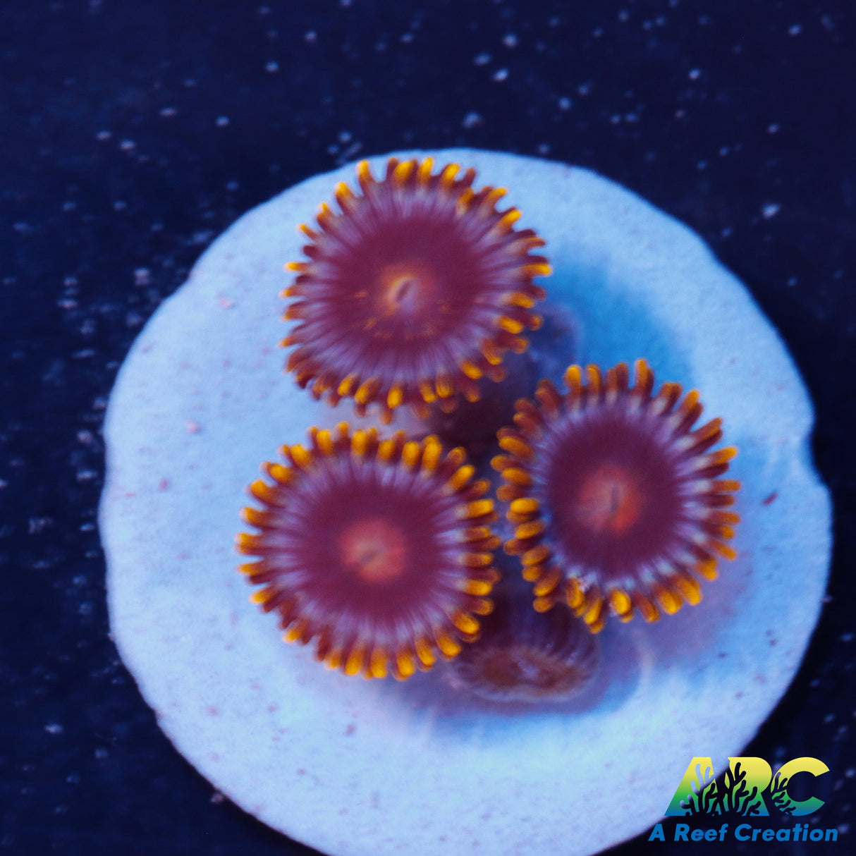 Blowpops Zoa