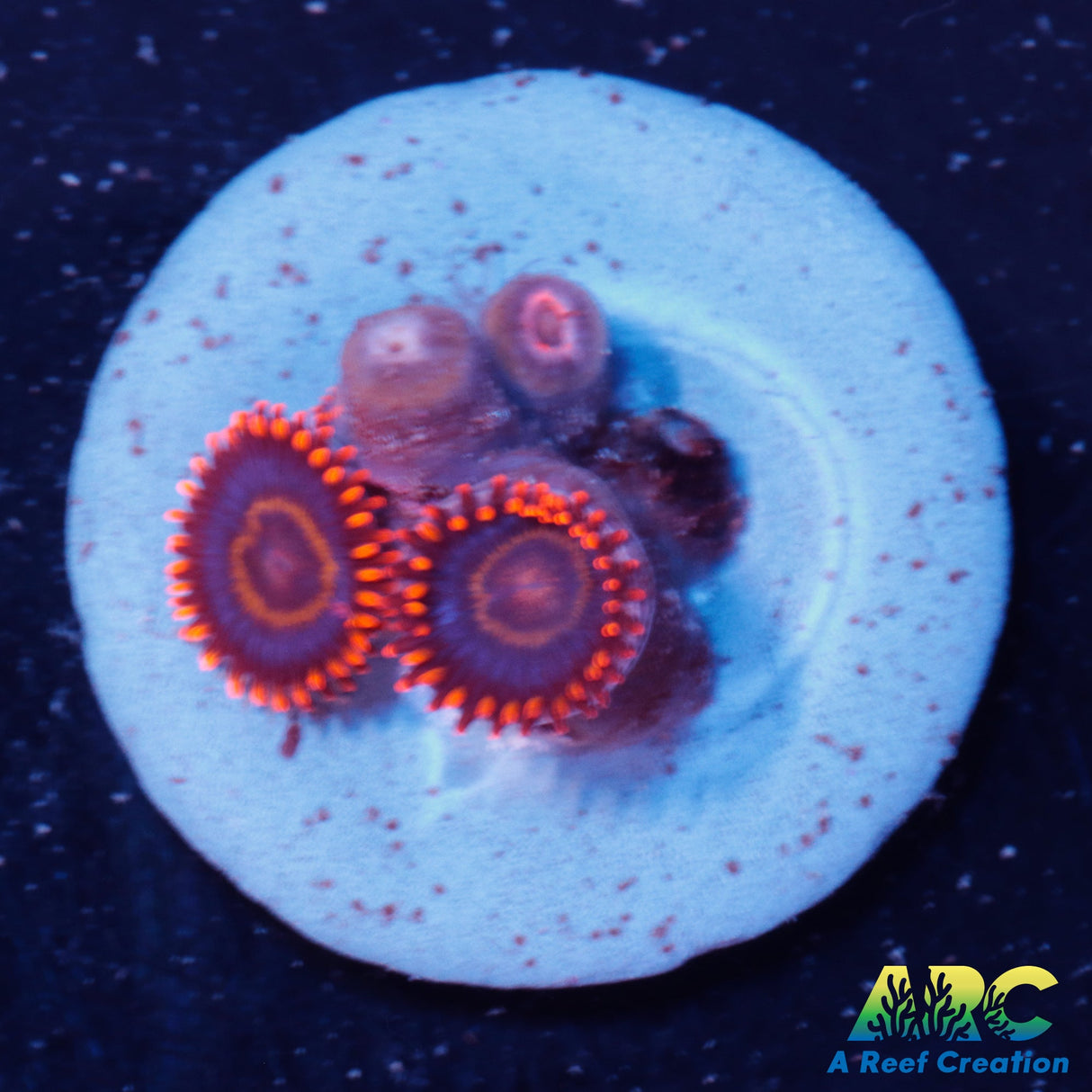 Red Hornet Zoas