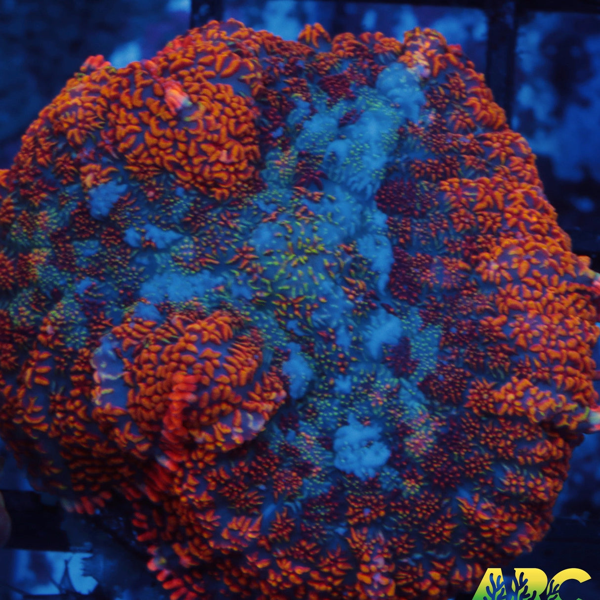 Stellar Rainbow Rhodactis