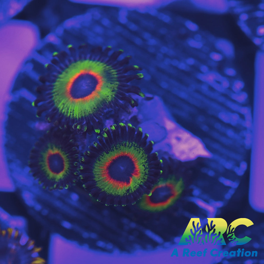 Electric Rasta Zoa