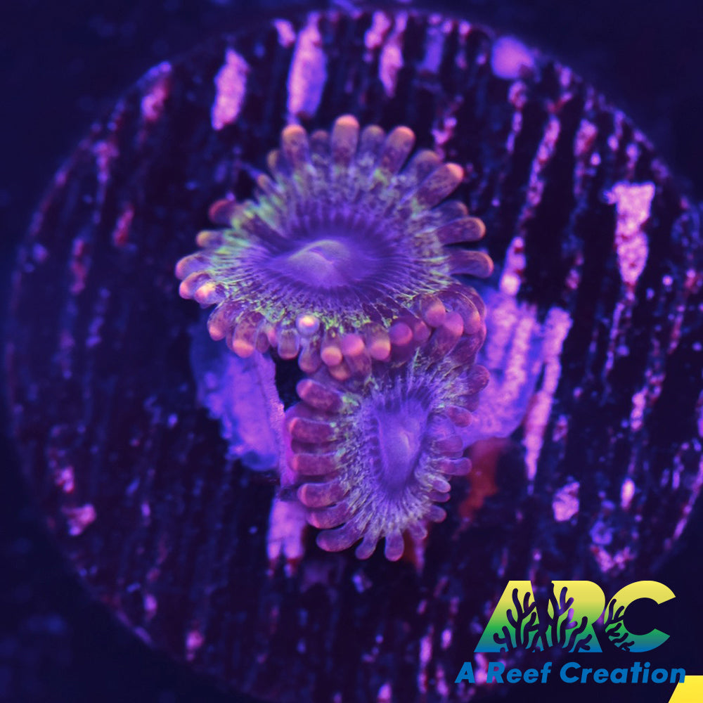 Rainbow Rhino Zoa