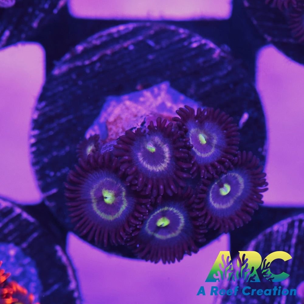 Black Cats Zoa