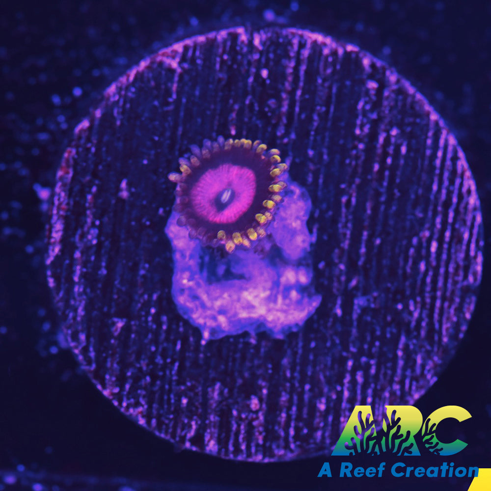 RR PInk Diamond Zoa