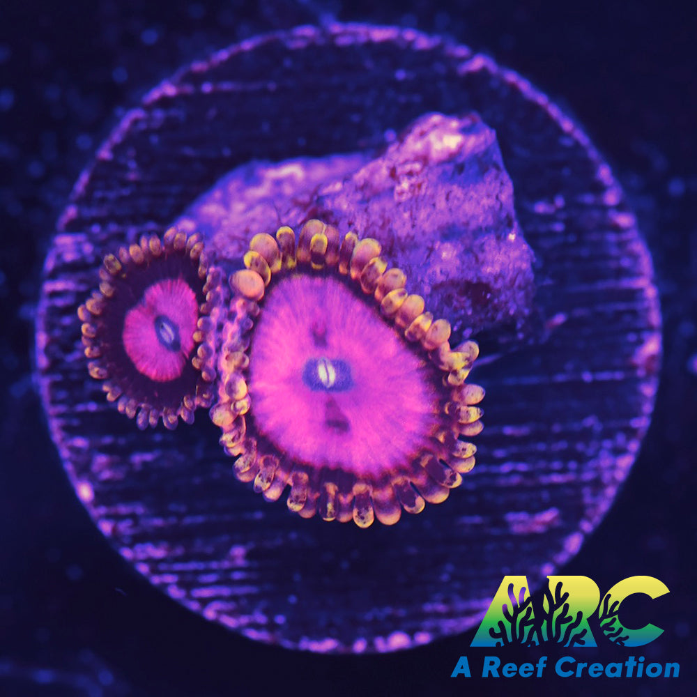 RR PInk Diamond Zoa