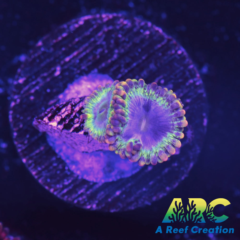 Rainbow Rhino Zoa