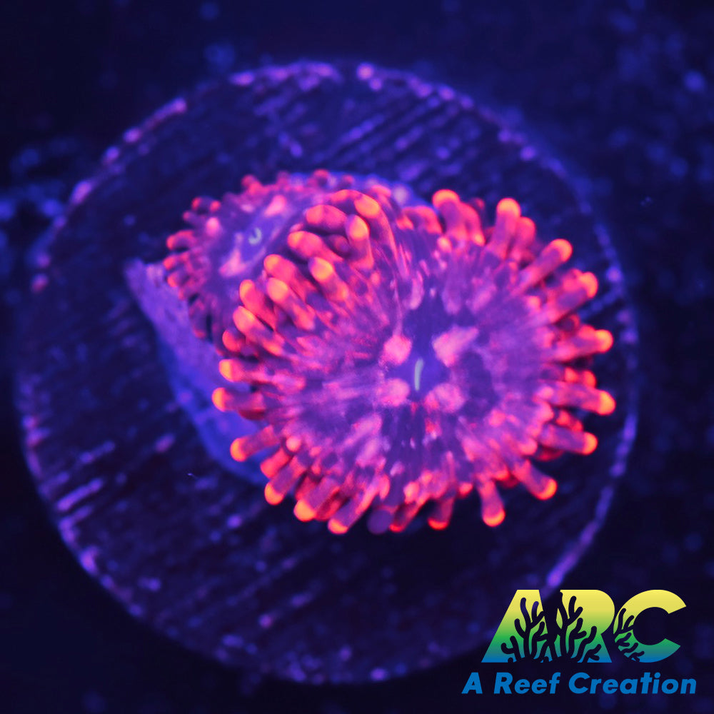 Utter Chaos Zoa