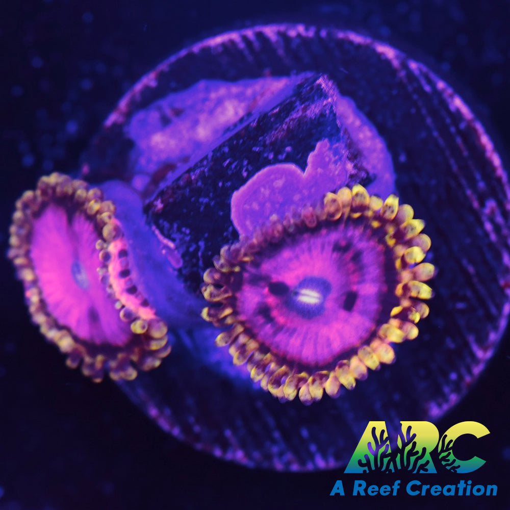 RR PInk Diamond Zoa