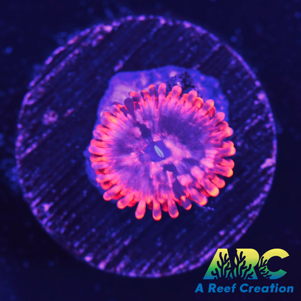 Utter Chaos Zoa