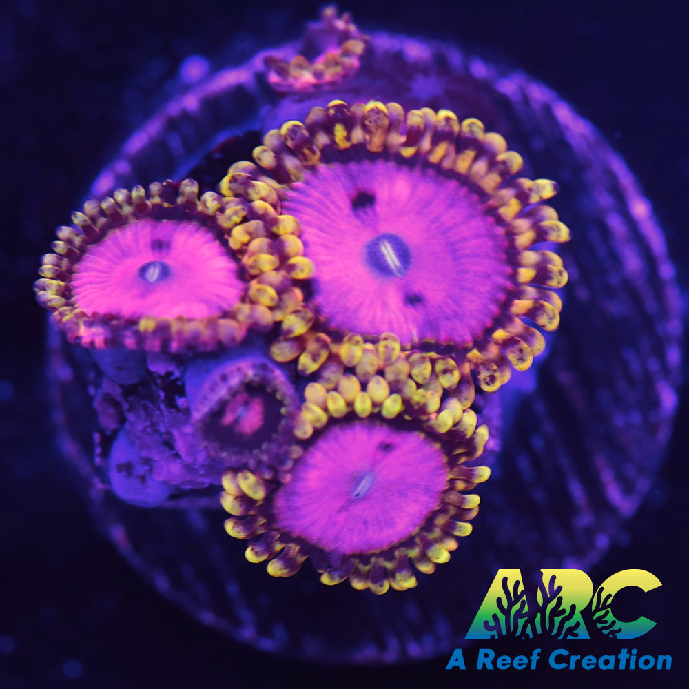 RR PInk Diamond Zoa