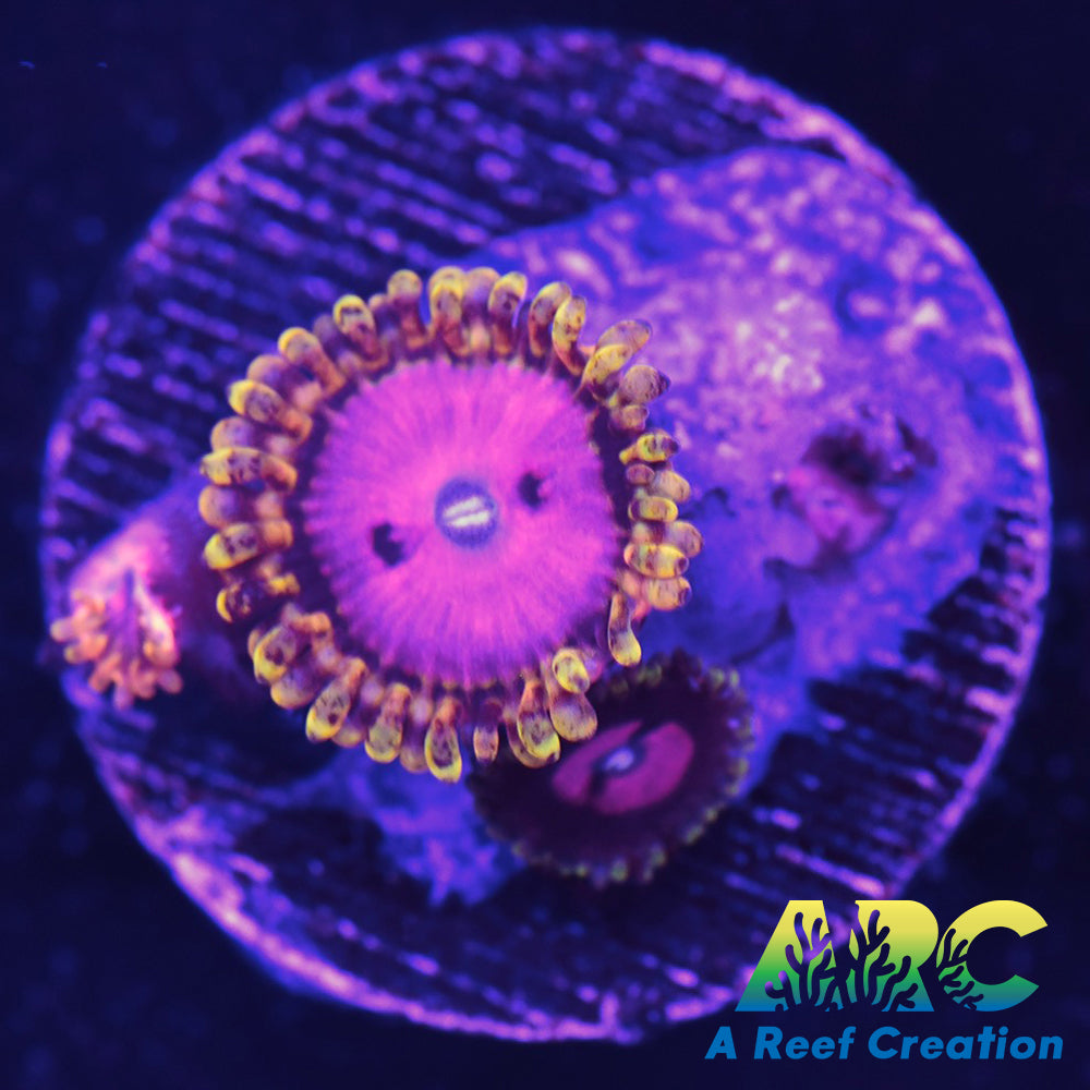 RR PInk Diamond Zoa