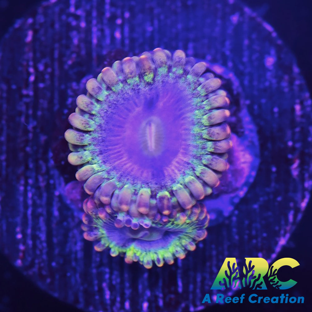 Rainbow Rhino Zoa