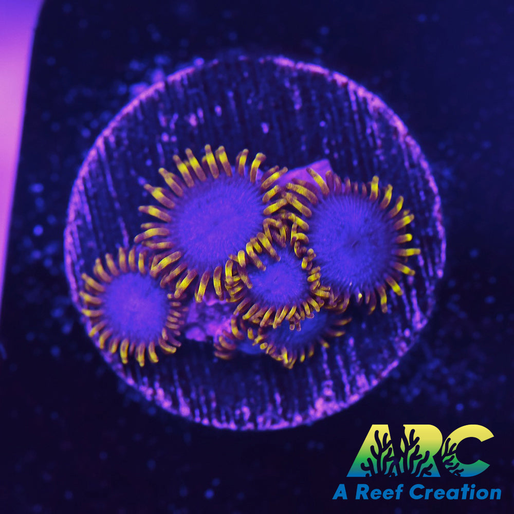 Blue Phoenix Zoa