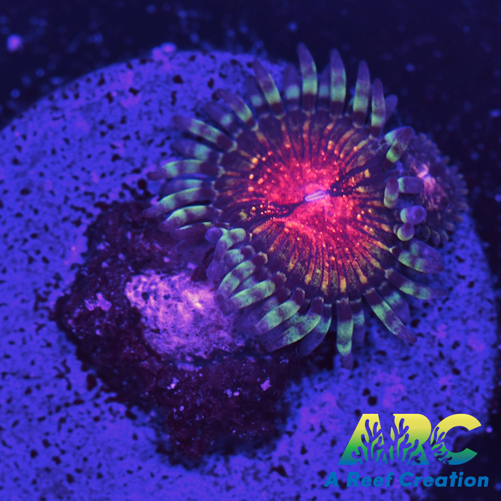 Hawkeye Zoa Double