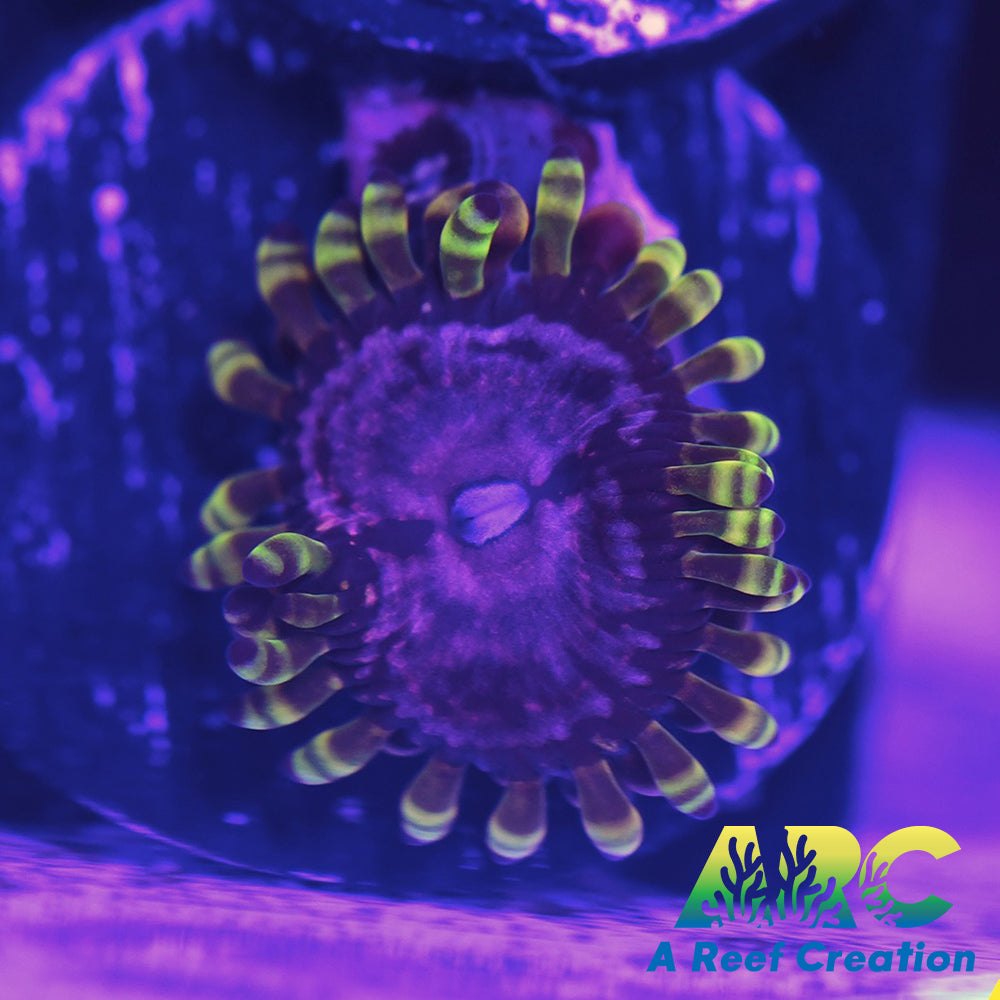 WWC Purple Monster Zoa