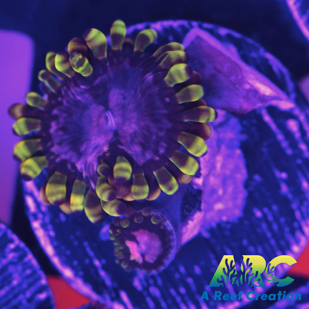 WWC Purple Monster Zoa