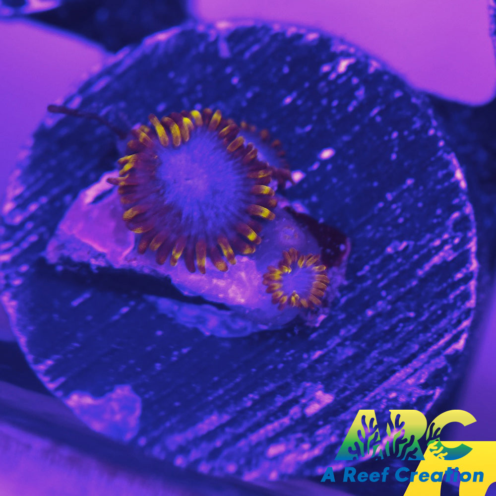 Blue Phoenix Zoa