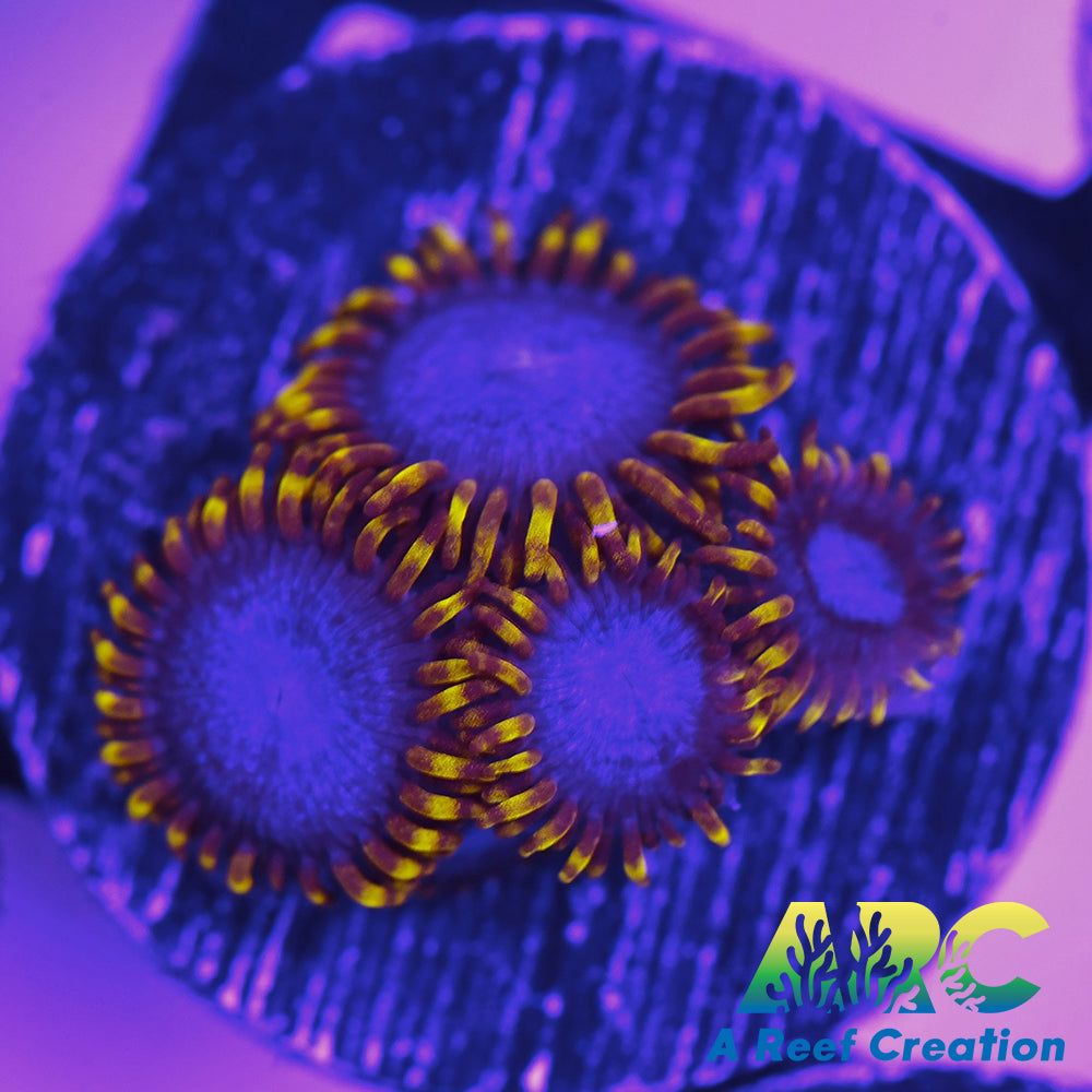 Blue Phoenix Zoa