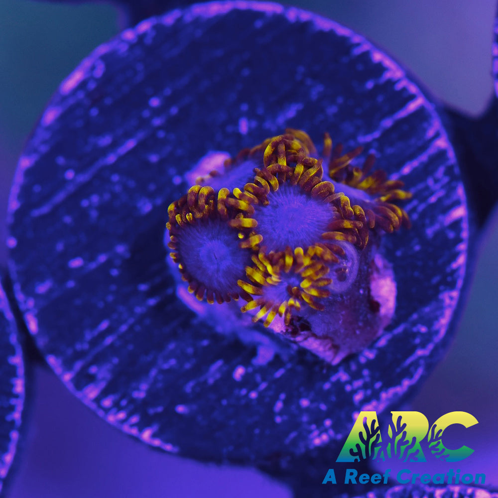 Blue Phoenix Zoa