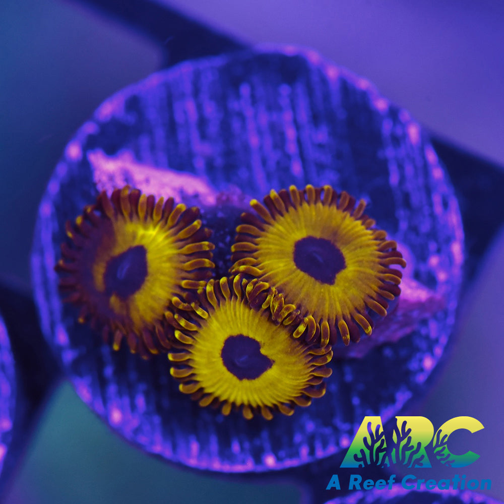 Golden Hornet Zoa